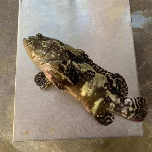 石斑魚一般多少錢一斤