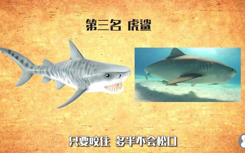 十大最強鯊魚排名