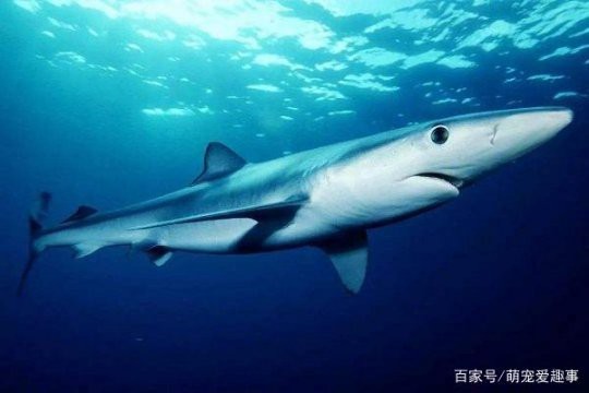 十大最強鯊魚排名