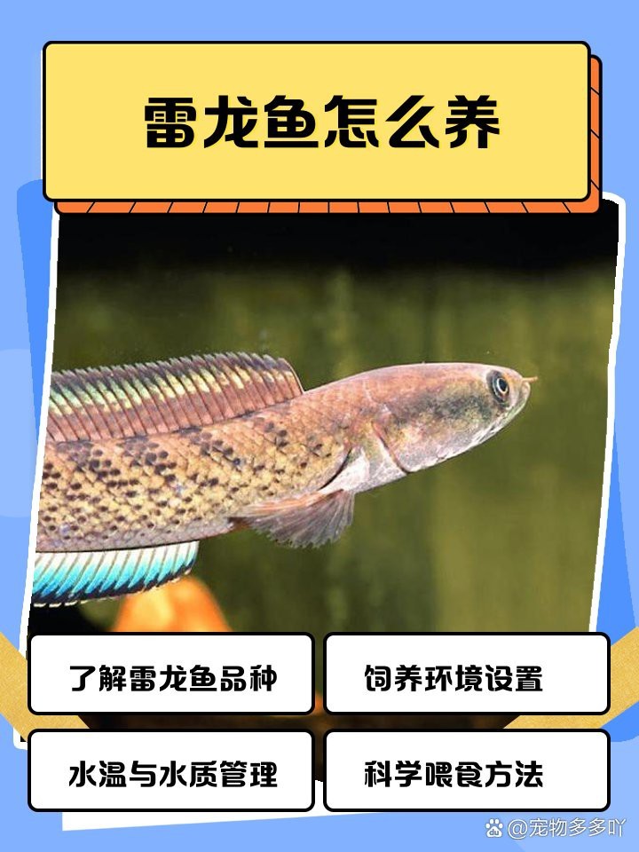雷龍魚的最佳養(yǎng)殖溫度是多少？