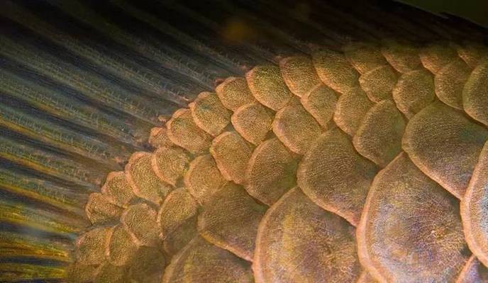 東鄉(xiāng)縣森森水族店（東鄉(xiāng)縣森森水族店電話(huà)）