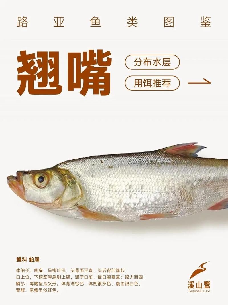 紅翹嘴魚圖片大全
