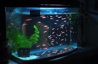 養銀龍魚水里需要放鹽嗎(養銀龍魚水里需要放鹽嗎為什么)