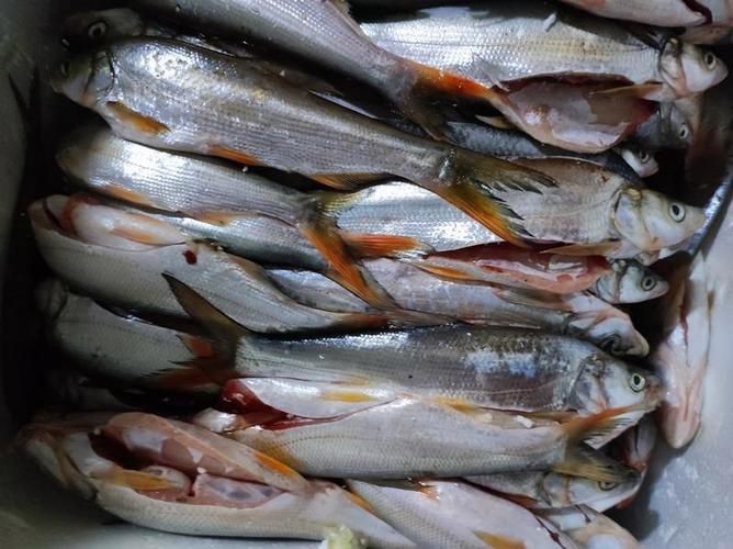 紅翹嘴魚圖片大全