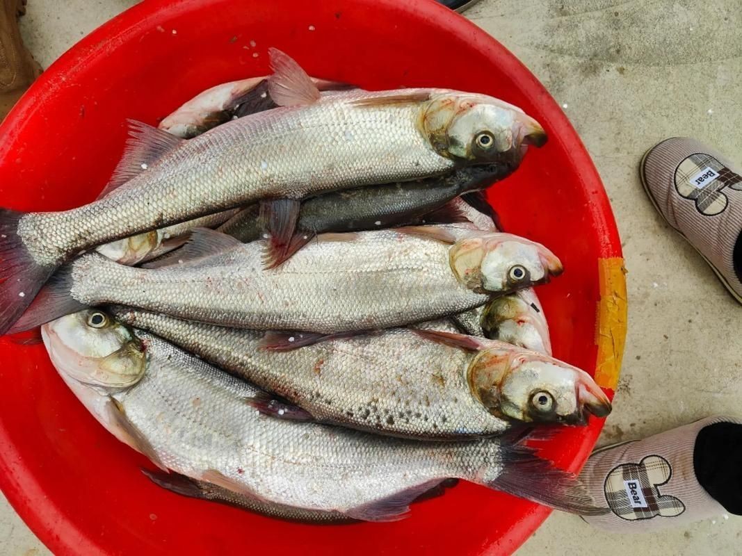紅翹嘴魚圖片大全