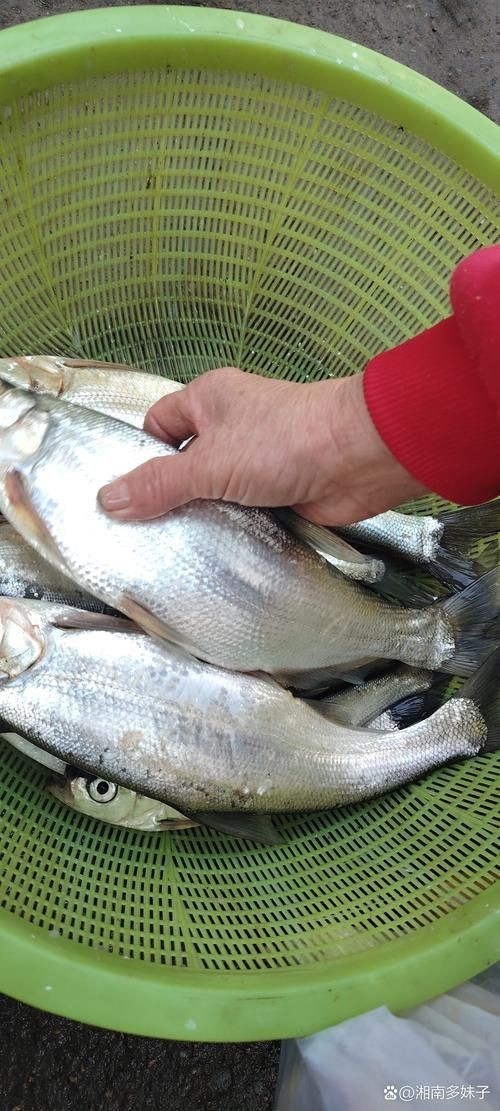 紅翹嘴魚圖片大全