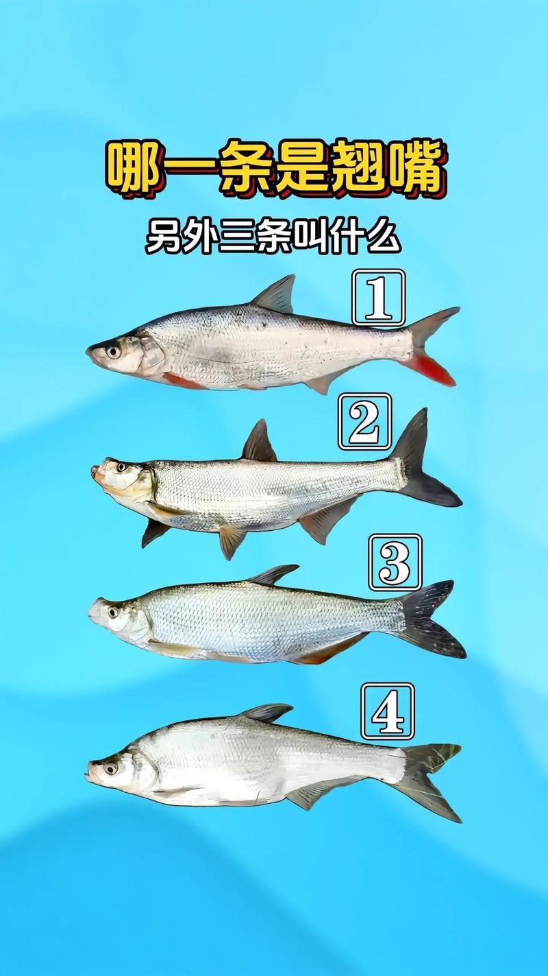 紅翹嘴魚圖片大全