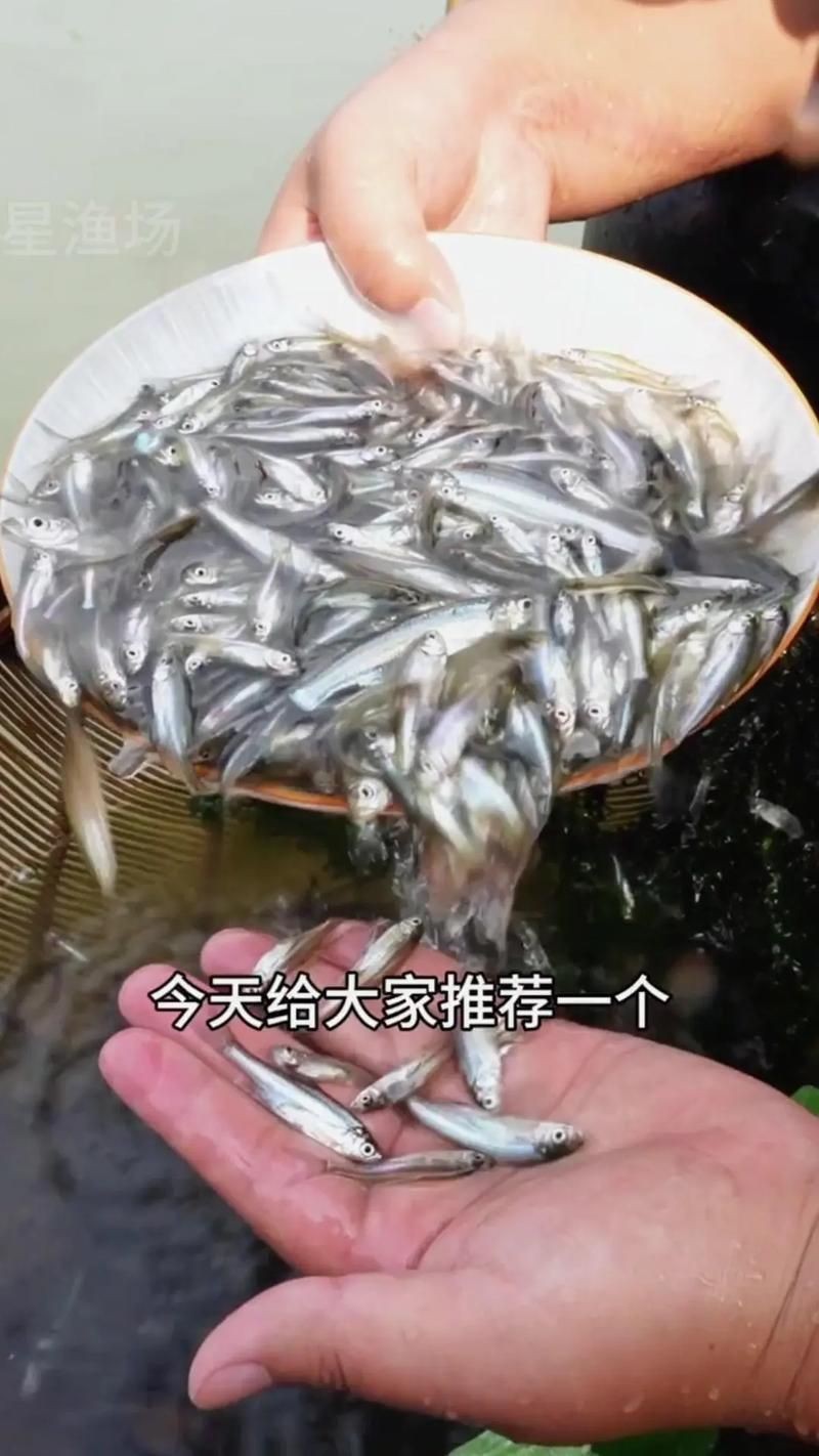 紅翹嘴魚圖片大全