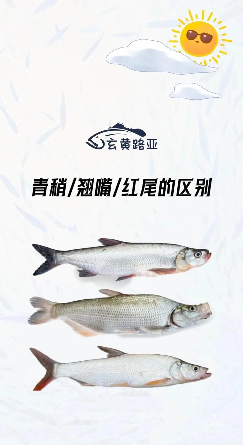 紅翹嘴魚圖片大全