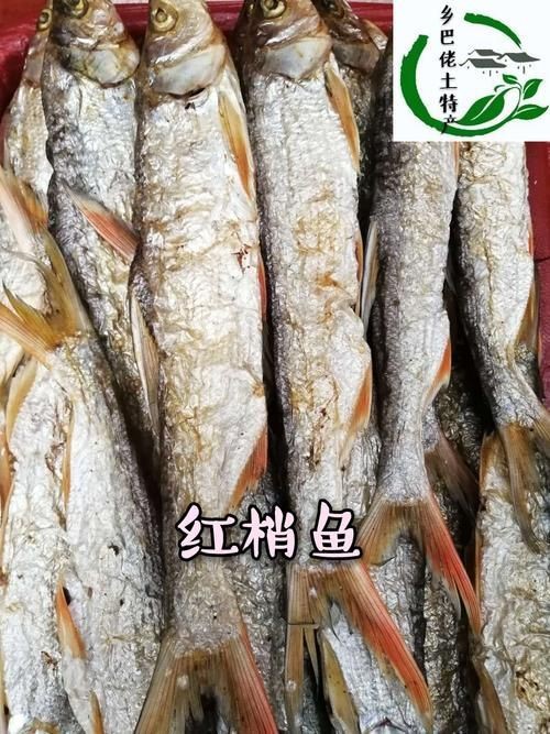紅翹嘴魚圖片大全