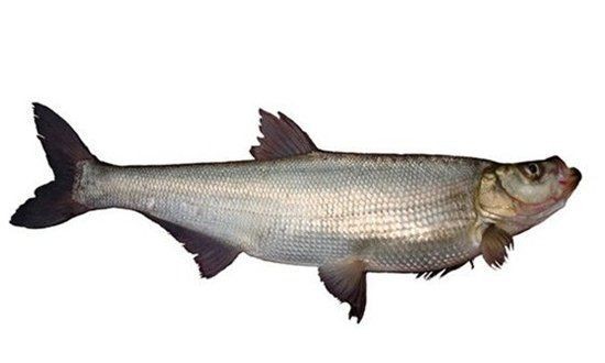 紅翹嘴魚圖片大全