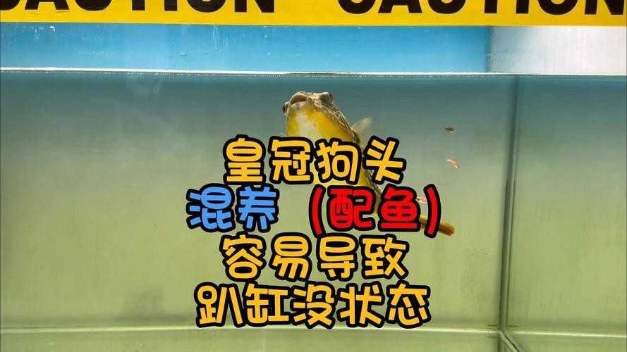 斑馬狗頭可以和龍魚混養嗎圖片