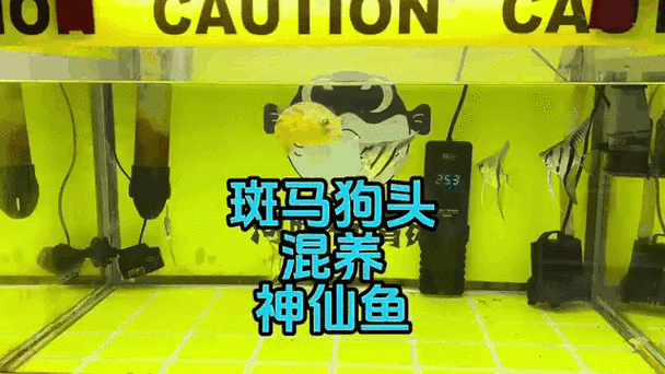 斑馬狗頭可以和龍魚混養嗎圖片