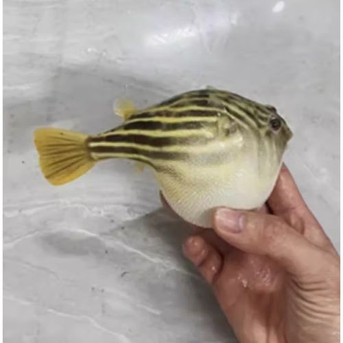 斑馬狗頭可以和龍魚混養嗎圖片