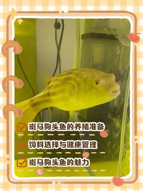 斑馬狗頭可以和龍魚混養嗎圖片