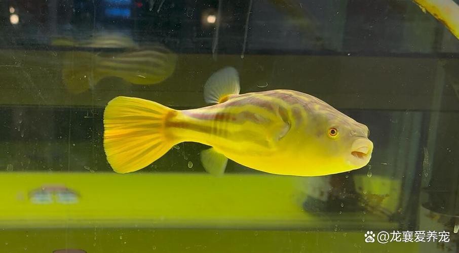 斑馬狗頭可以和龍魚混養嗎圖片