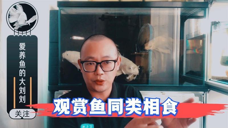 斑馬狗頭可以和龍魚混養嗎圖片