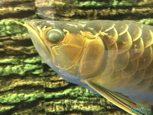 龍魚蒙眼照片