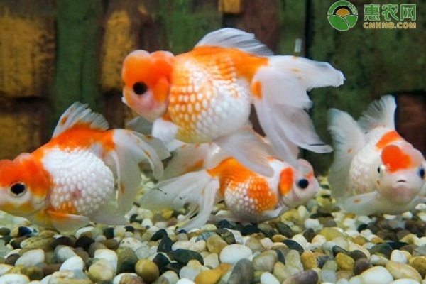養小金魚10大忌