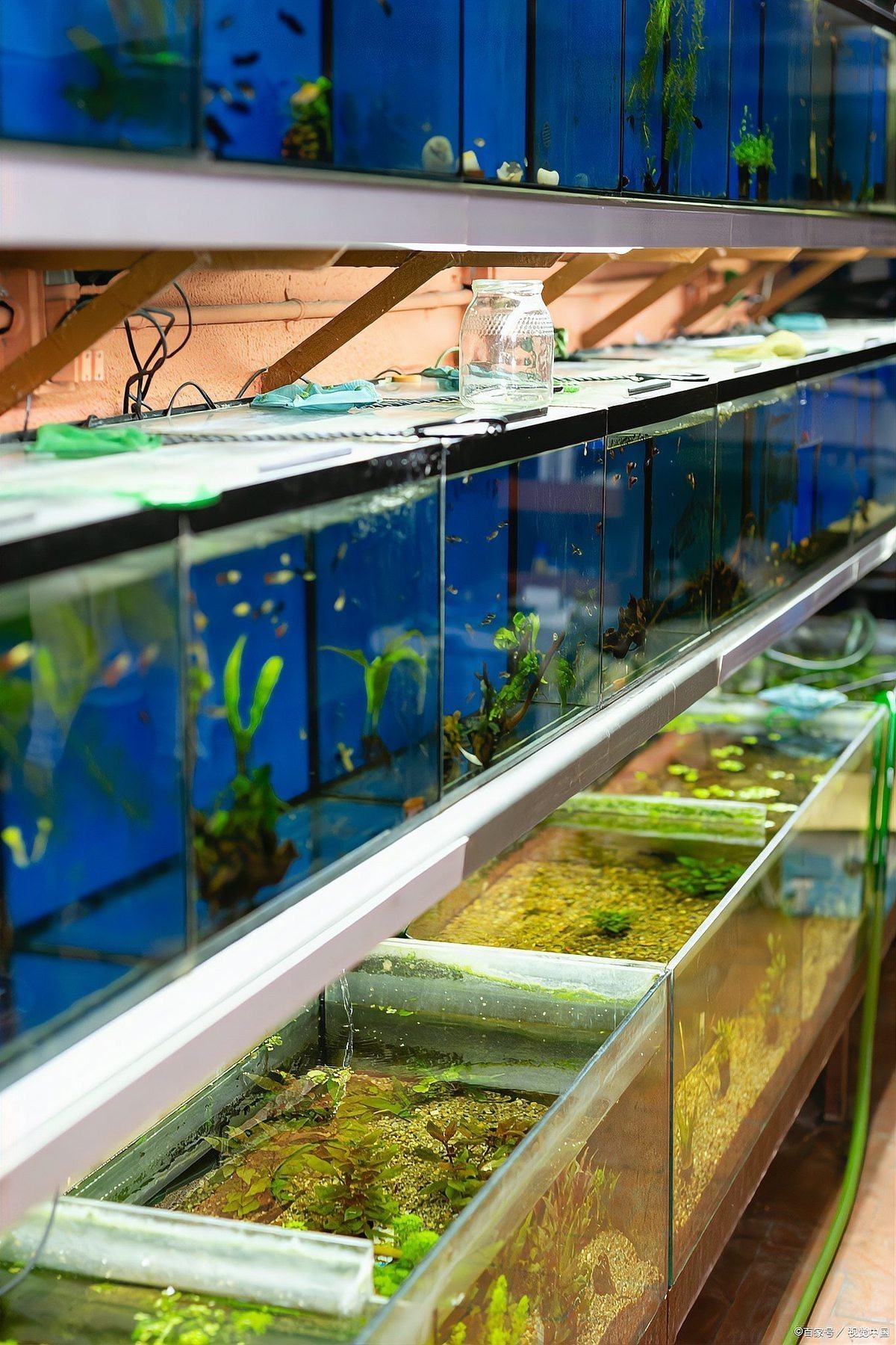 養小金魚10大忌