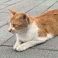 胡姬花最建議買的三個產品