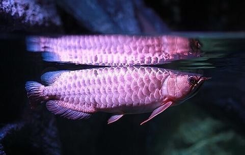 龍魚背景圖片大全高清圖無水印