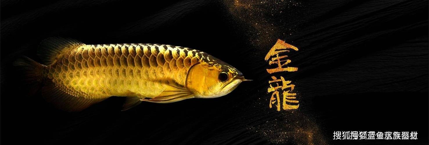 龍魚背景圖片大全高清圖無水印