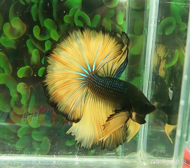 紅色泰國斗魚