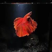 紅色泰國斗魚