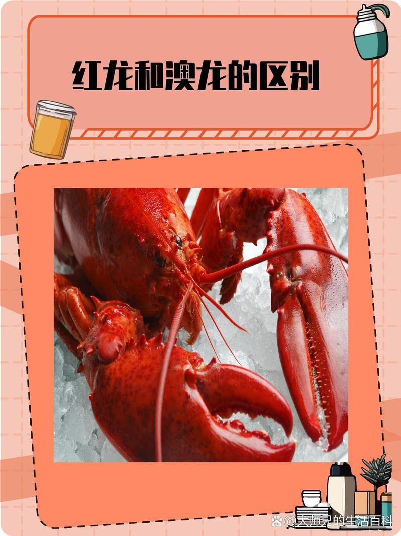 澳龍與紅龍哪個貴