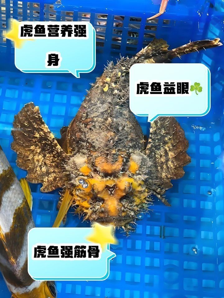 虎魚治什么病最好