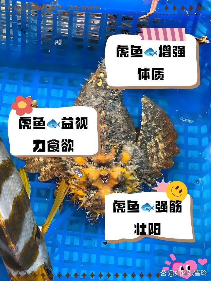 虎魚治什么病最好
