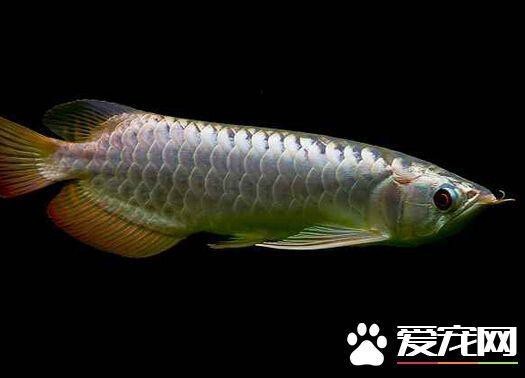 藍底過背金龍魚用什么燈光