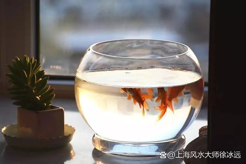 76年屬龍魚缸放哪里好