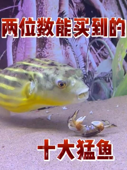 狗頭魚(yú)哪種最兇最好養(yǎng)