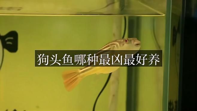 狗頭魚(yú)哪種最兇最好養(yǎng)