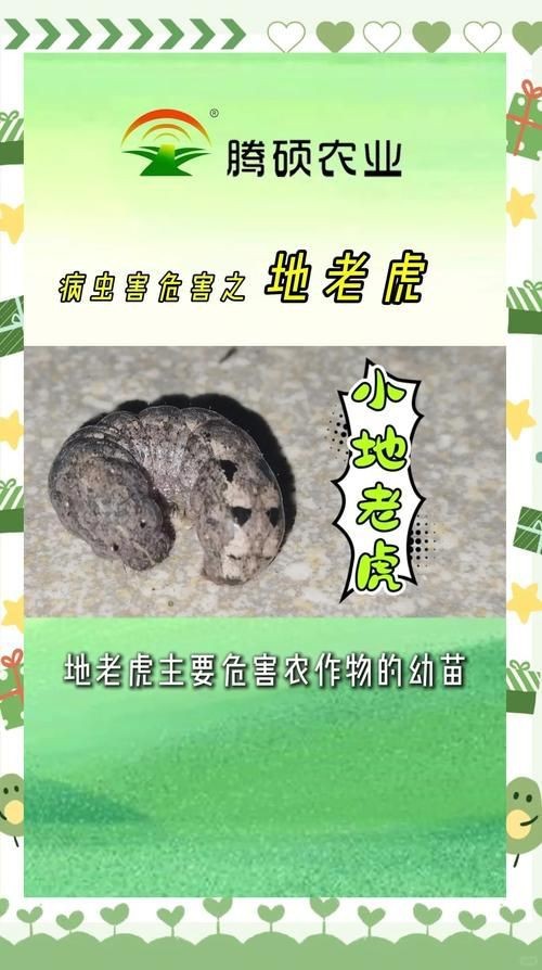 虎的三界帶血真品圖片