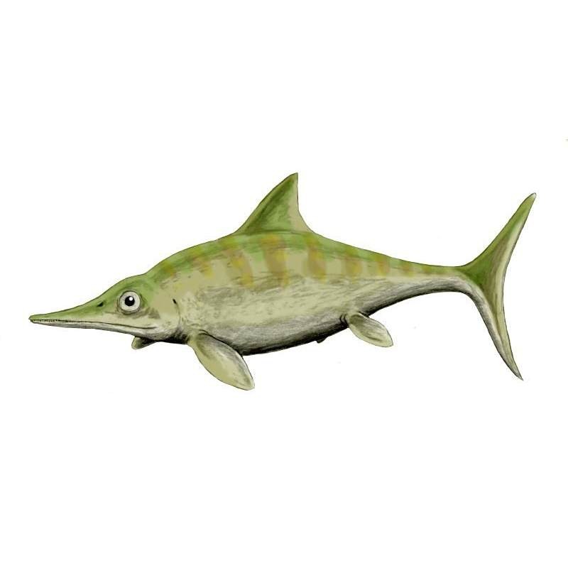 魚龍都有什么品種