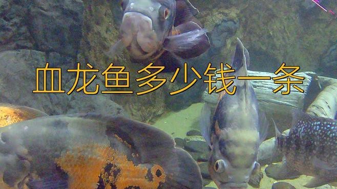 血紅龍魚的市場(chǎng)需求如何？