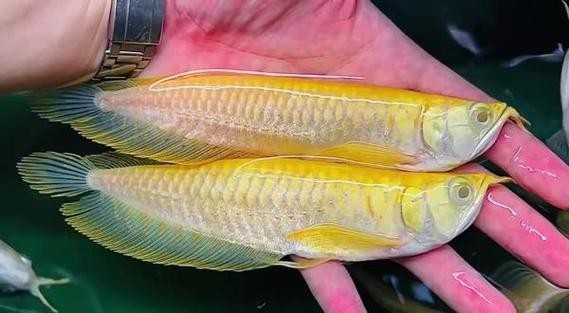 黃化銀龍魚多少錢一條啊圖片欣賞