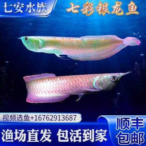 黃化銀龍魚多少錢一條啊圖片欣賞