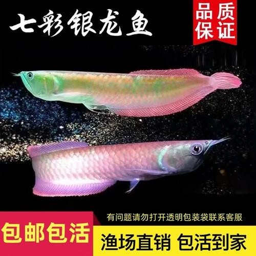 黃化銀龍魚多少錢一條啊圖片欣賞