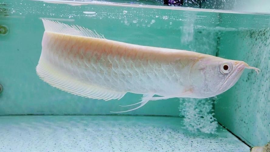 黃化銀龍魚多少錢一條啊圖片欣賞
