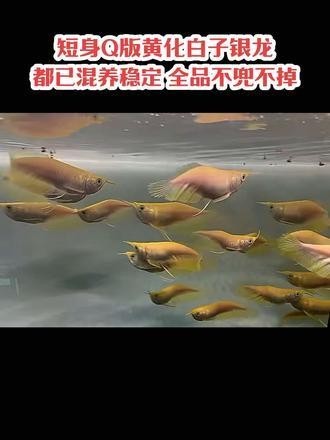 黃化銀龍魚多少錢一條啊圖片欣賞