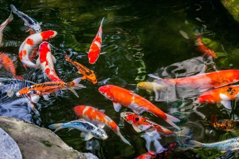 日本紅龍魚玩家多嗎