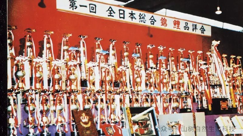 日本紅龍魚玩家多嗎