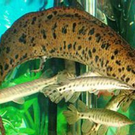非洲肺魚是兩棲動物嗎