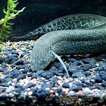 非洲肺魚是兩棲動物嗎