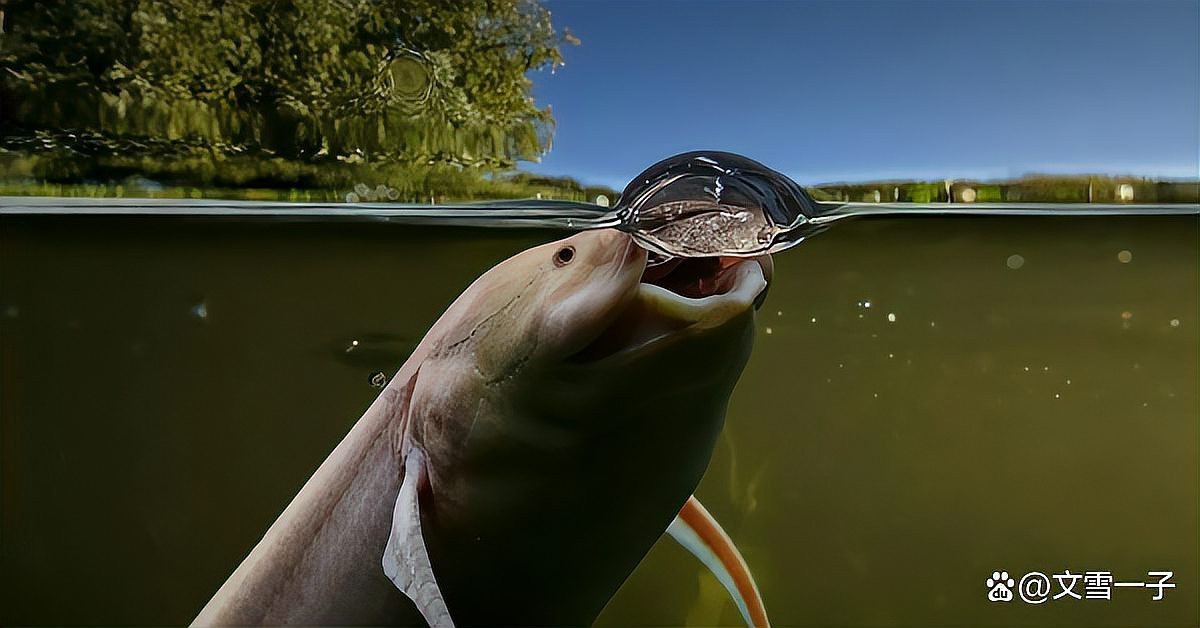 非洲肺魚是兩棲動物嗎