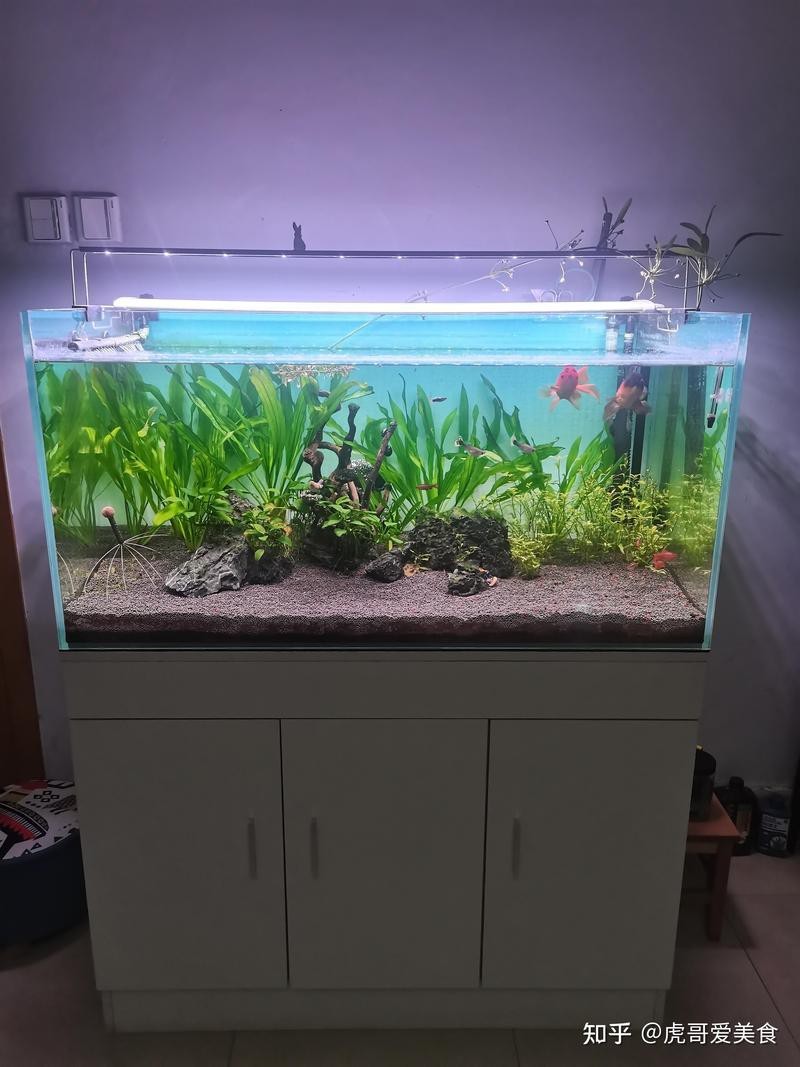魚缸尺寸120x80x60 魚缸尺寸120x80x60 龍魚論壇 第6張